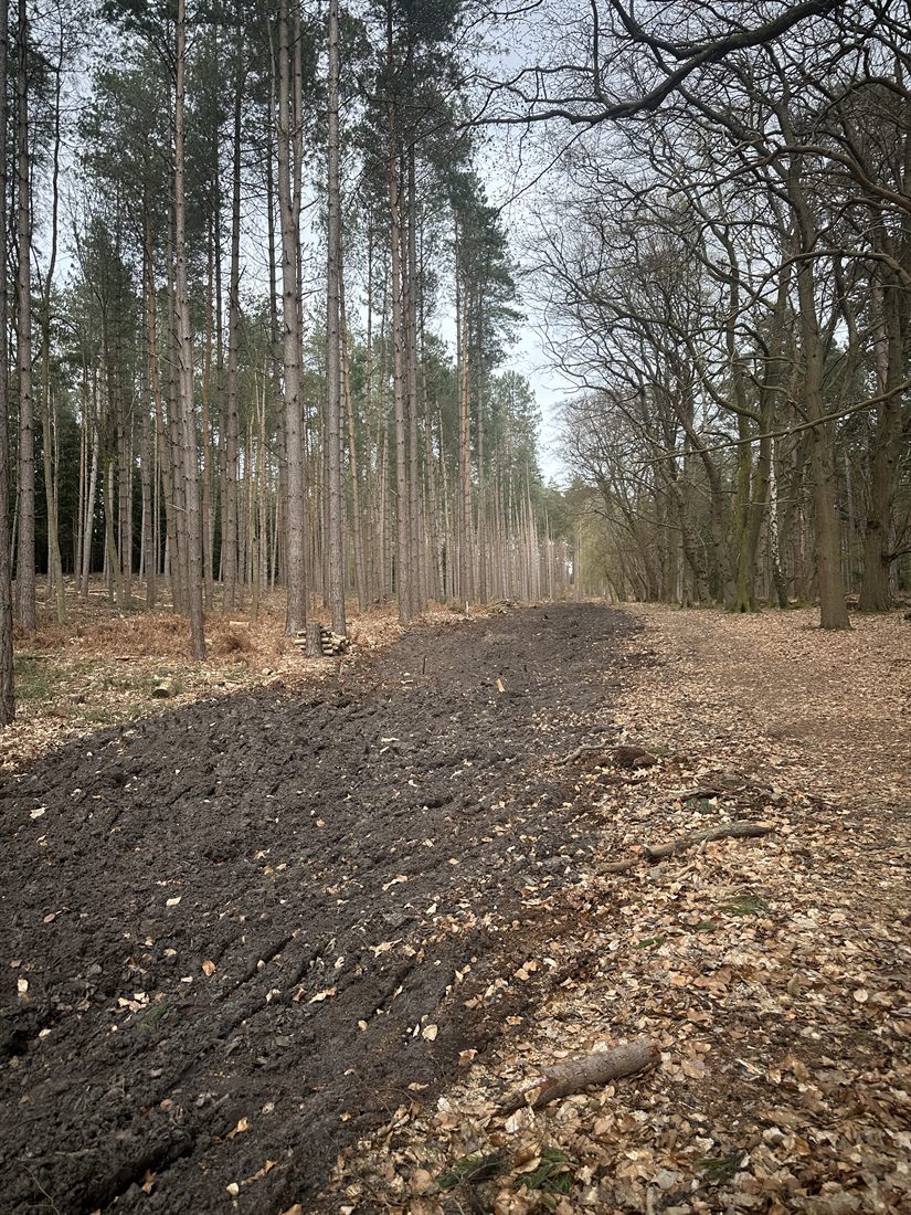 Track through a tall pine plantation