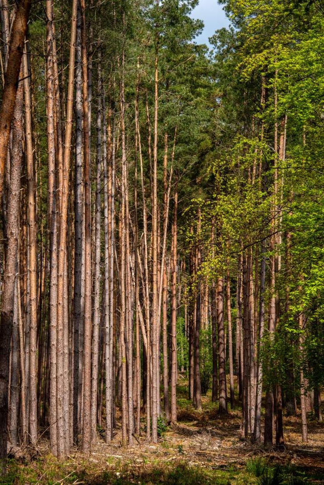 Pine woodland