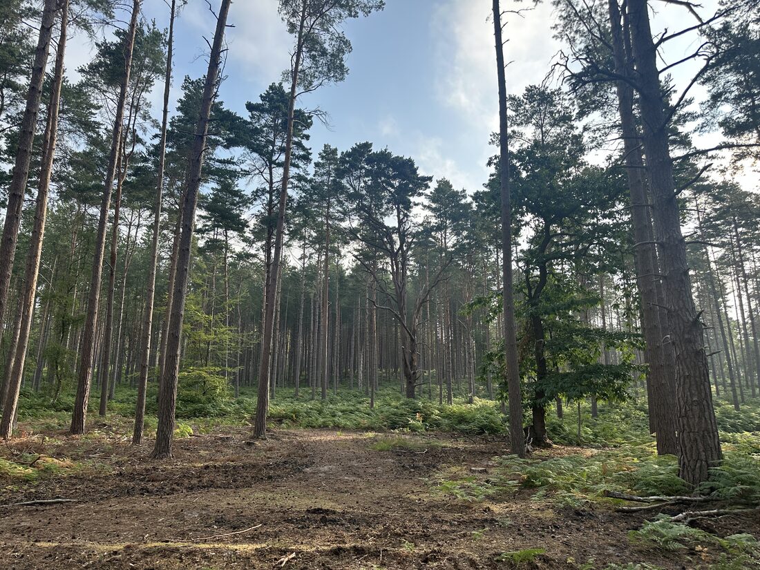 Tall pine woodland with cleared forest floor