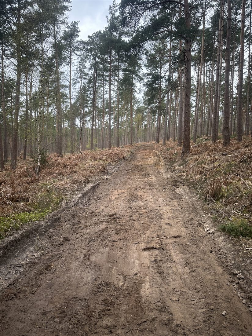 Ride through pine woodland