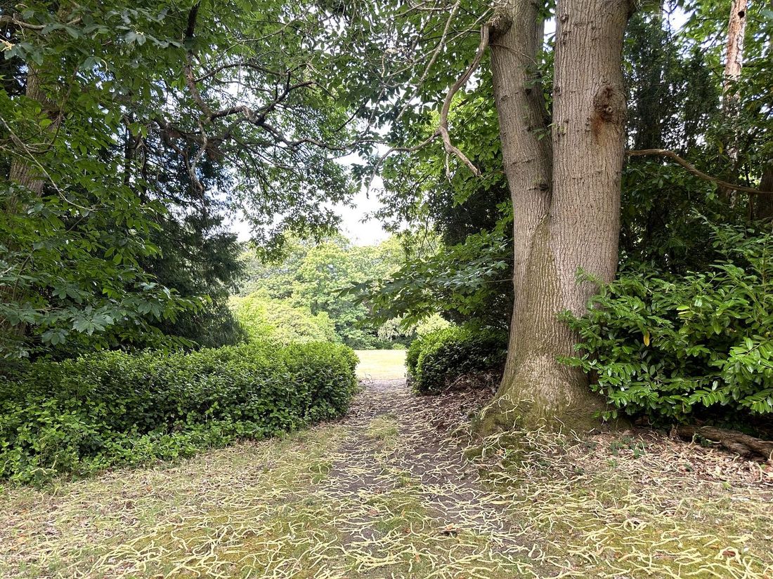 Dense private woodland