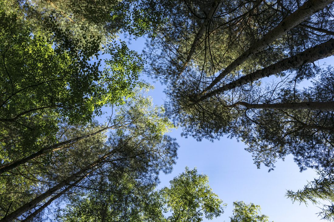 Woodland canopy