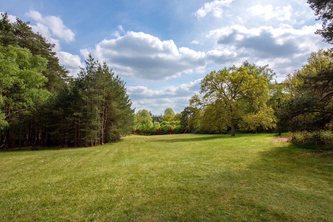 Woodland clearing