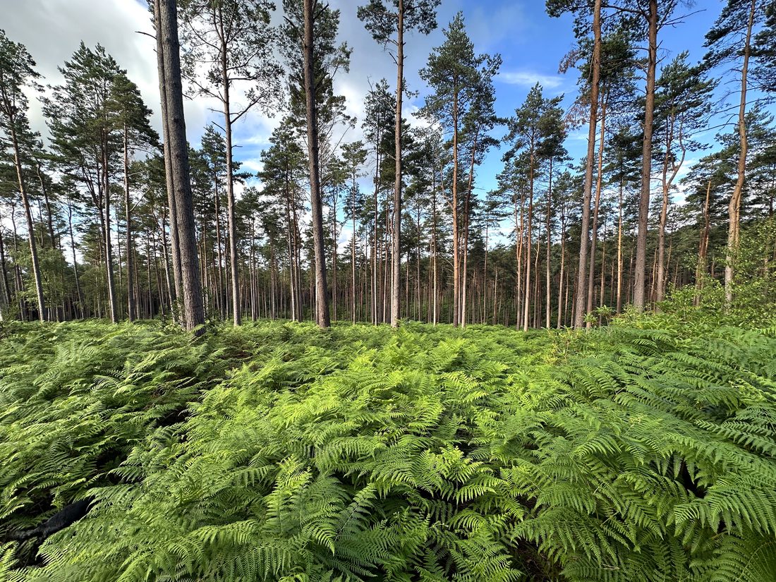 Private woodland with ferns
