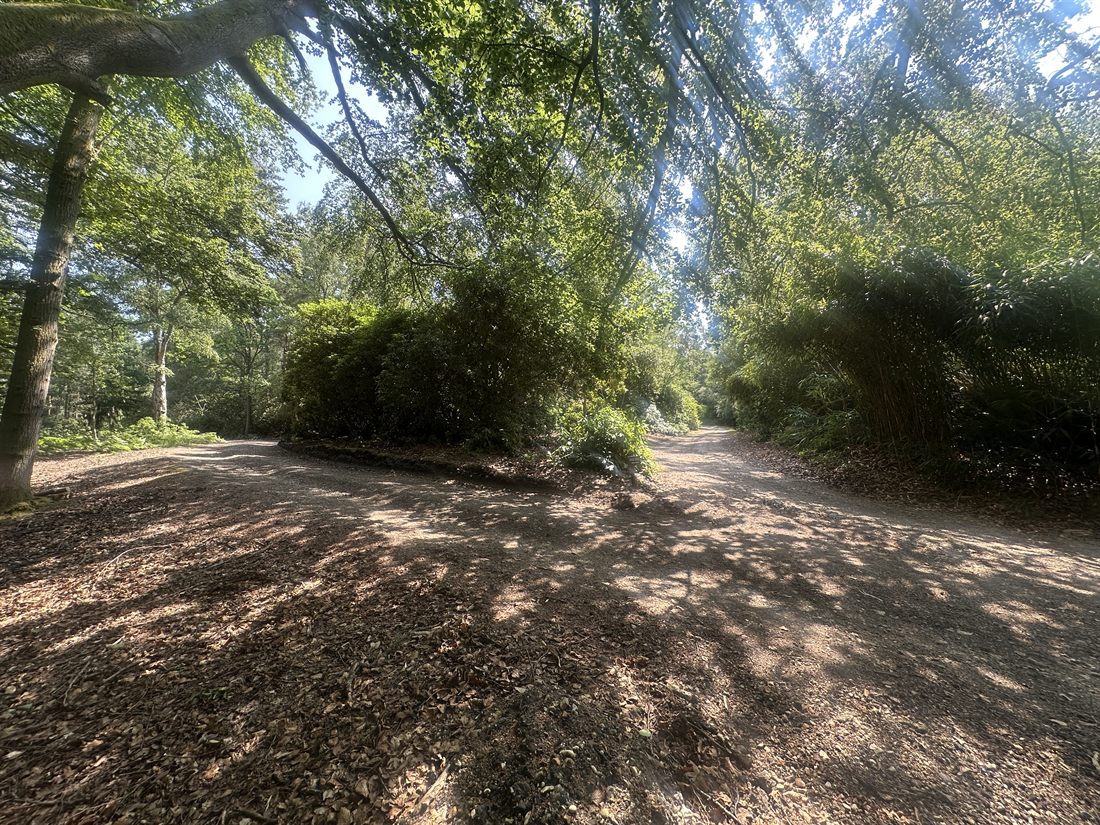 Woodland track through the trees